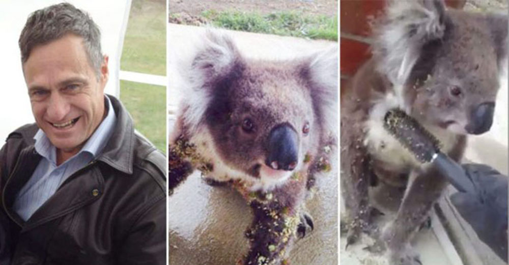 Gracias al ingenio de este hombre, este angustiado koala pudo salir del aprieto que lo sofocaba