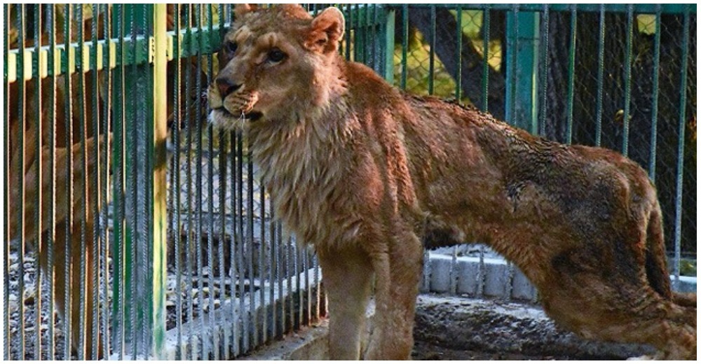 Liberan a 5 leones, que vivían en terribles condiciones en un zoo clandestino en Bulgaria