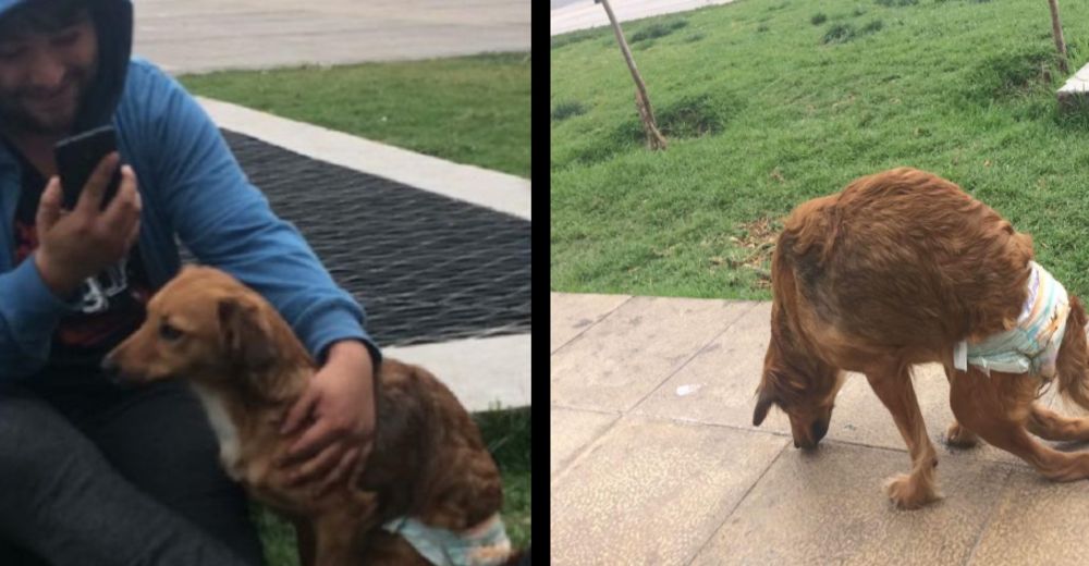 Encuentran una perrita sin patas traseras abandonada en la calle… y con una bolsa de pañales