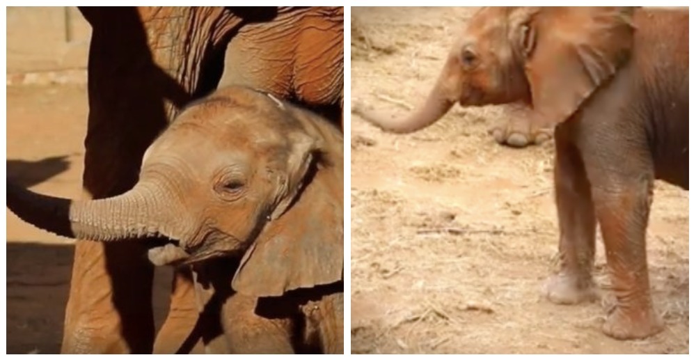 Una mamá elefante está tan orgullosa de su bebé, que hace algo extraordinario