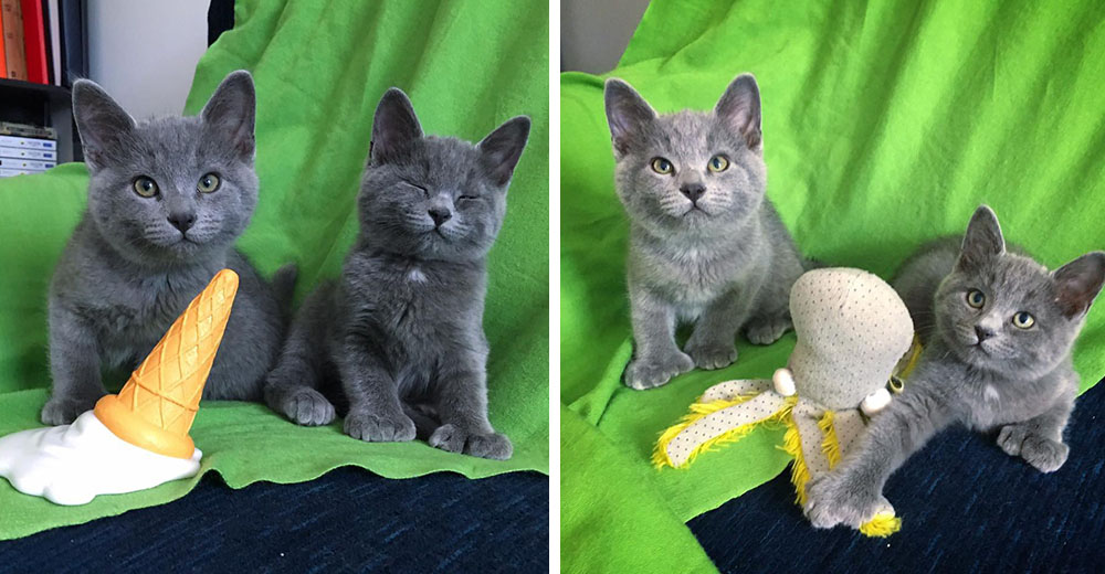 Muslie y Alpha, los adorables gatitos de manitas especiales, ya tienen un hogar