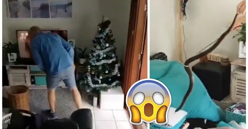 Un visitante inesperado sobre el árbol de Navidad convirtió a este padre en héroe