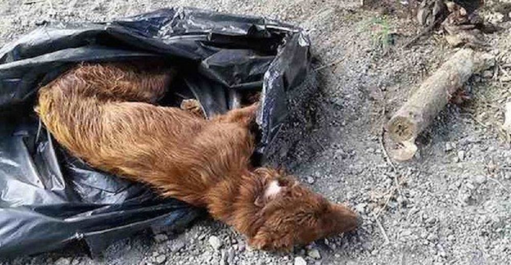 Como si fuera basura se lo comían los gusanos, pero un año después es un perro diferente