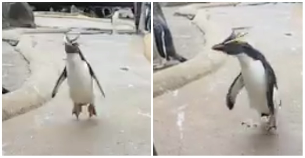 Frank Cuesta revoluciona las redes al desenmascarar el video del «pingüino más feliz del mundo»