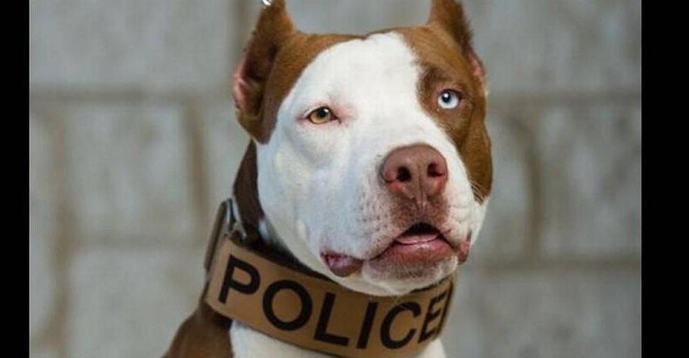 Kano, el pit bull que trabaja para la policía para cambiar la imagen negativa de su raza