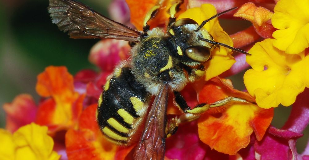 Las abejas atraviesan un serio peligro… pero estarán a salvo, si cultivas estas 4 plantas