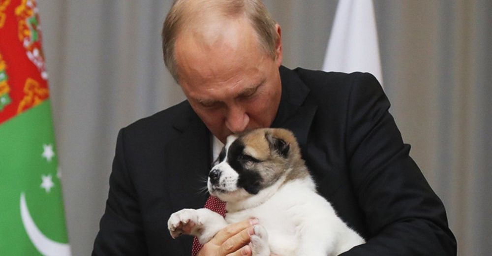 Gran avance – Putin firmó una Ley Federal para endurecer las penas por crueldad animal