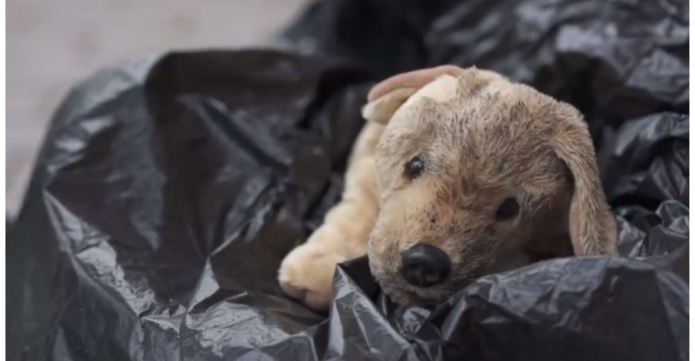 Poderoso mensaje arrasa en las redes – Las mascotas no son juguetes para regalar en Navidad