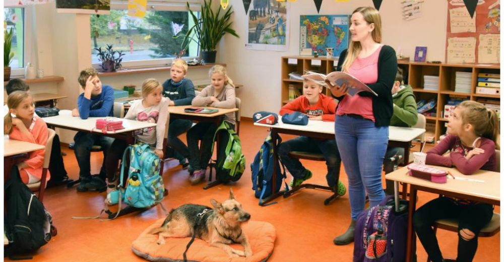 Rudi, el perro que asiste a la escuela en Alemania, con una importante misión