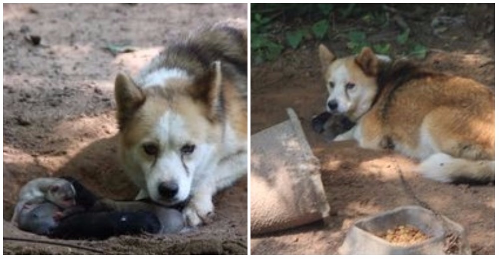 A pesar de estar encadenada y maltratada, hizo lo imposible por mantener a salvo a sus cachorros