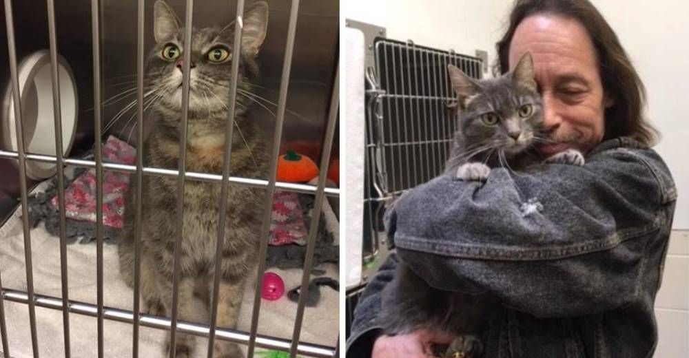 Emotivo reencuentro de un hombre con su gato desaparecido durante los incendios en California