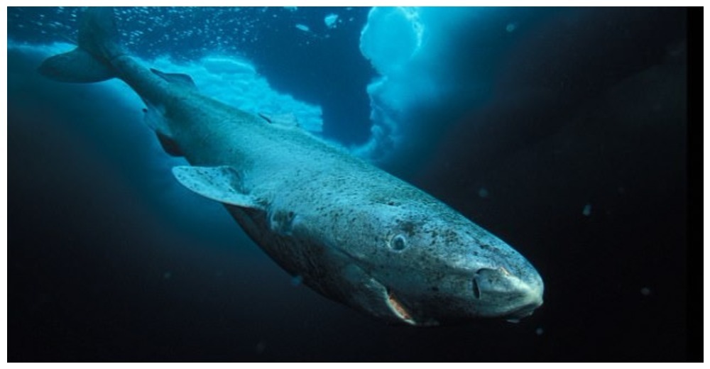 El tiburón de Groenlandia podría tener el secreto de la vida eterna para los humanos