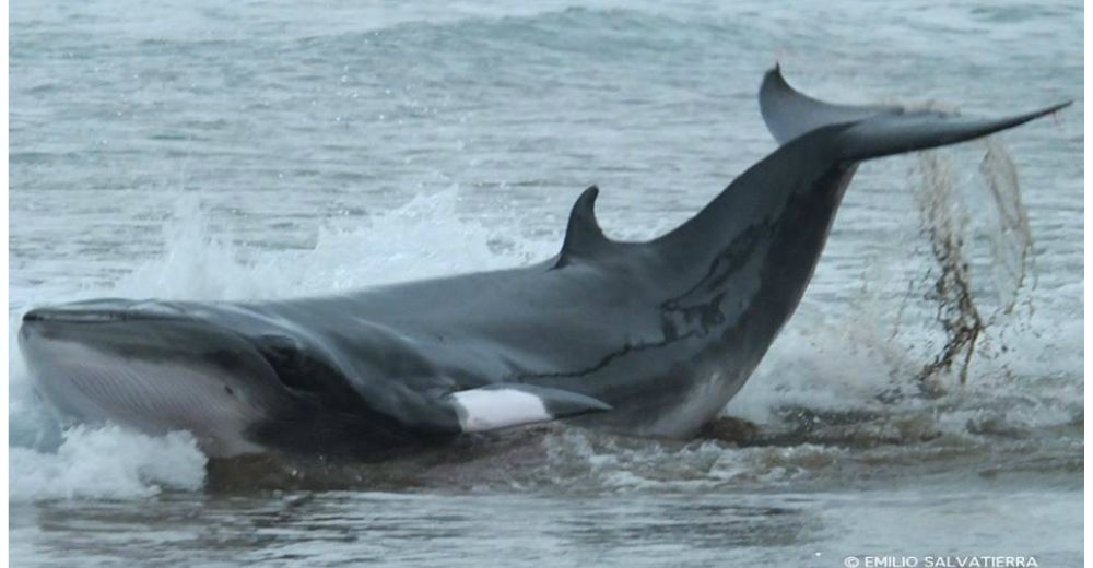 Una ballena casi pierde la vida por buscar alimento… pero fue salvada de un drástico final