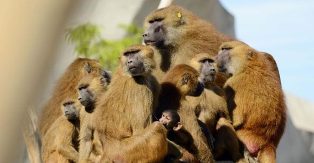 52 babuinos escapan del encierro del zoo de París y demuestran sus ansias de libertad