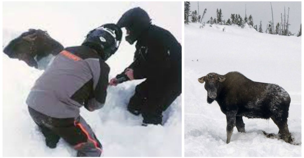 Descubren un alce hundido en la nieve hasta el cuello y arriesgan su vida por salvarlo