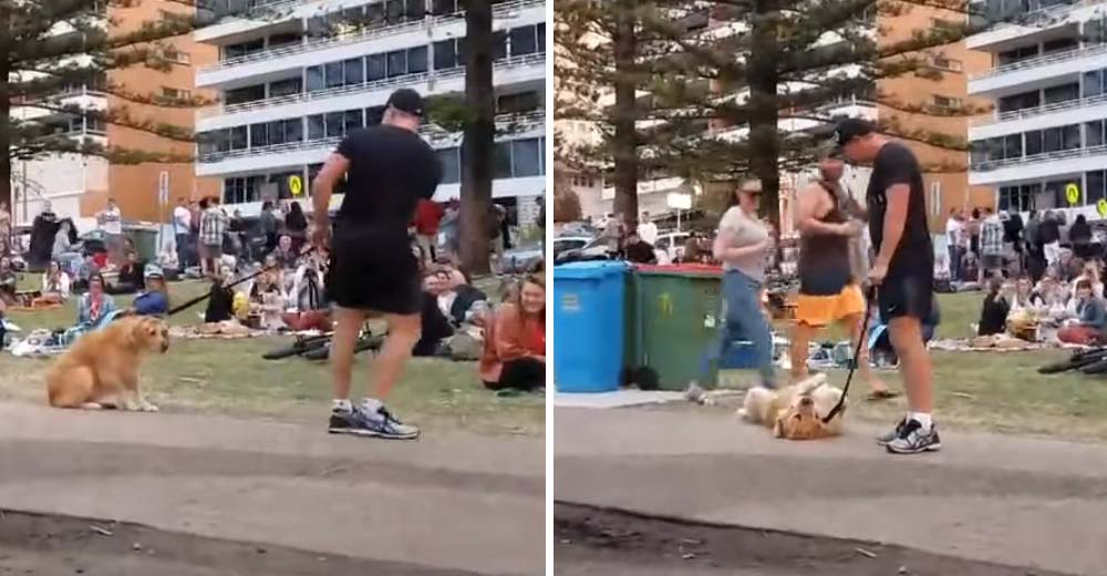 Encantador – Un perro se niega a irse del parque y le arma un berrinche a su dueño