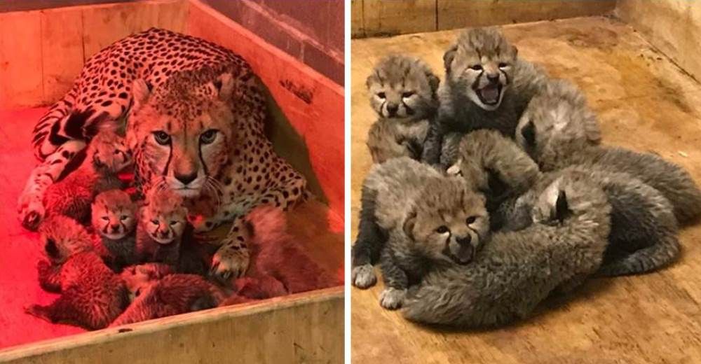 Increíble – Una madre chita rompe récord mundial al dar a luz a 8 cachorros saludables