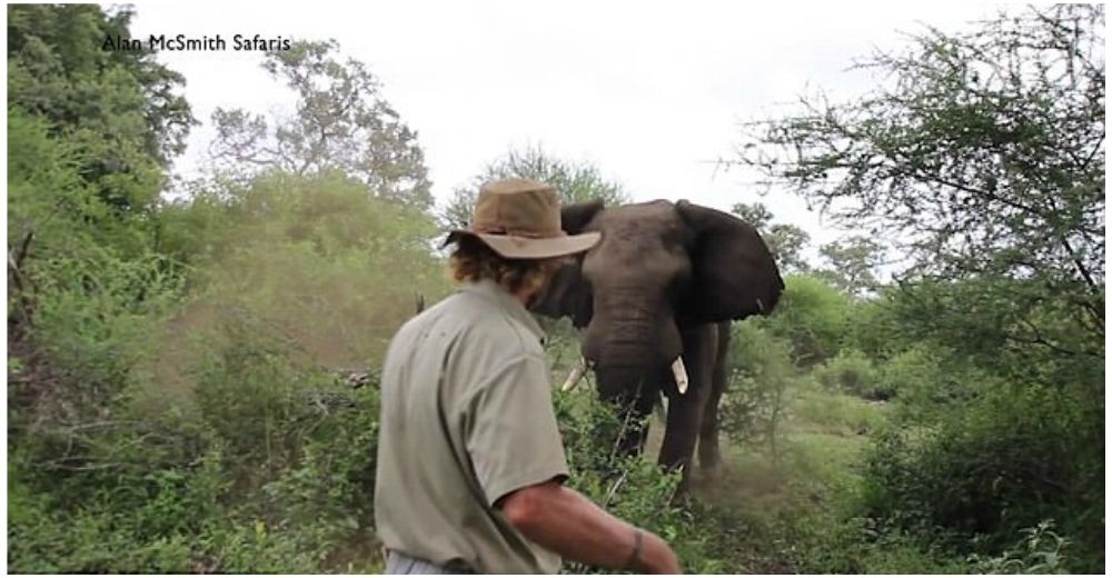 Este hombre es capaz de detener la embestida salvaje de un elefante solo con su mirada