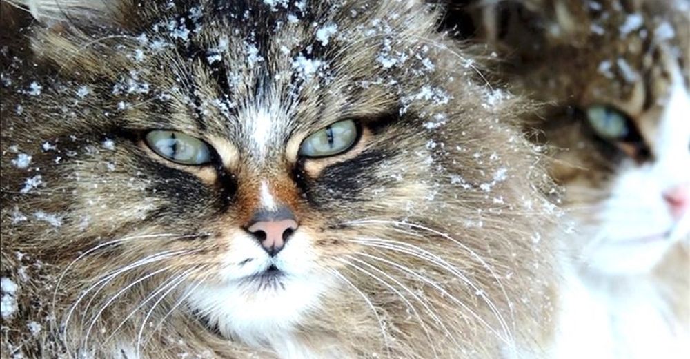 Empezaron con la adopción de una cariñosa gatita y ahora su casa es un paraíso gatuno