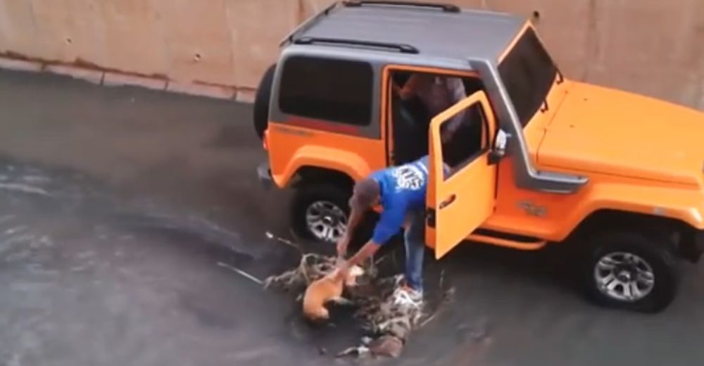 Un perrito estaba atrapado en el río y sus héroes llegan en un jeep para rescatarlo