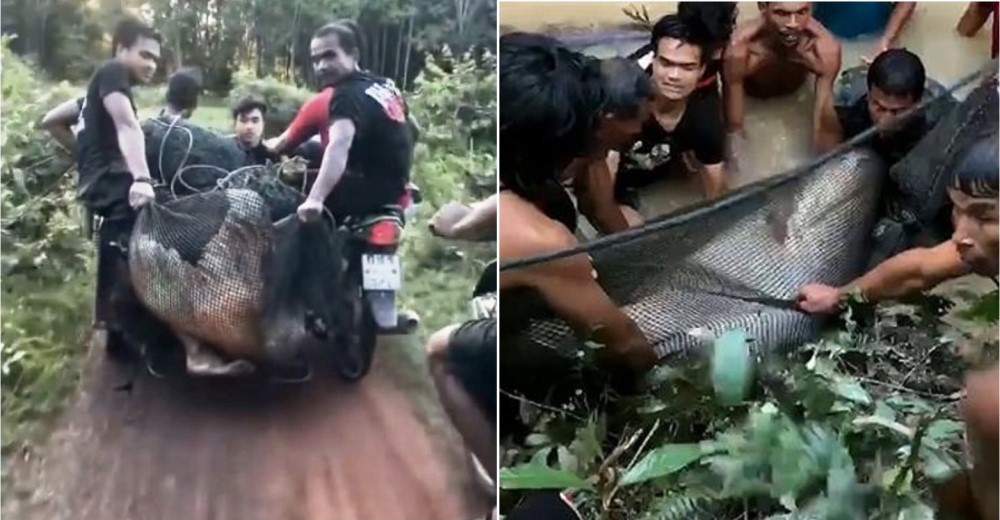 Un bagre de 200 kilos queda varado en un charco y una aldea entera se une para ponerlo a salvo