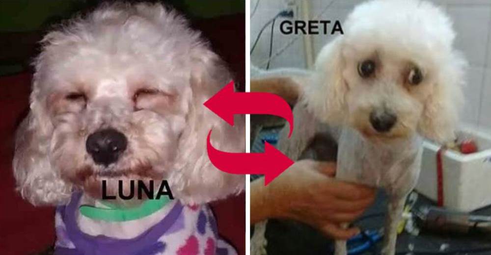 Pierden a su perrita en una visita rutinaria al veterinario y le entregan otra parecida