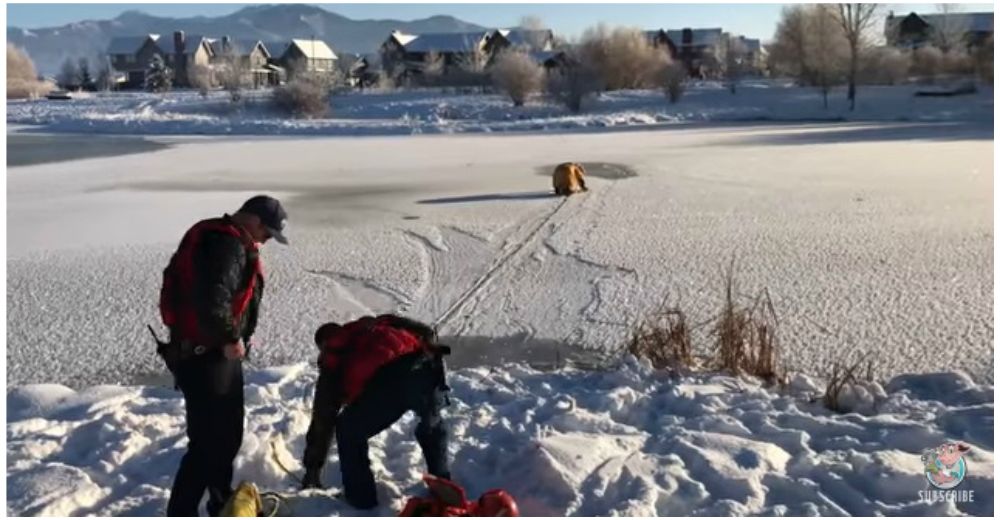 Un perro casi pierde la vida al quedarse atrapado en la fina capa de un río congelado