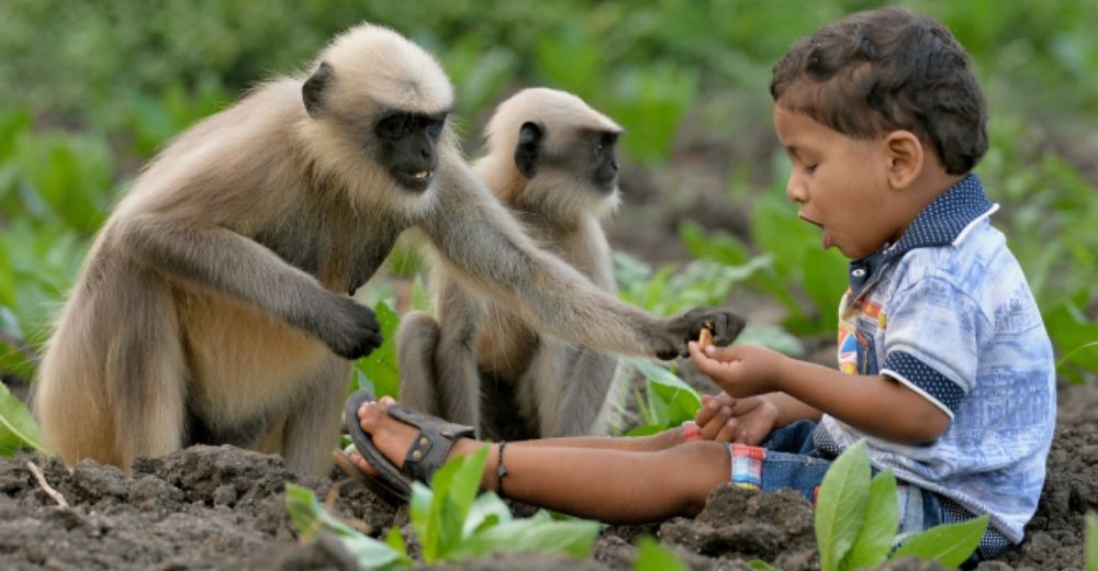 Adorable – Samarth, el único niño que se ha convertido en el mejor amigo de decenas de monos