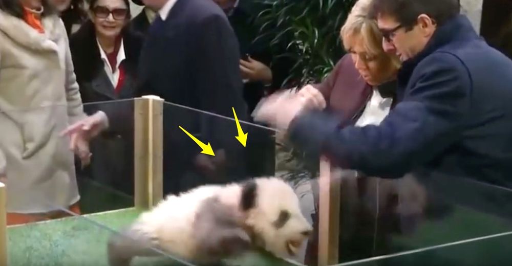 El show mediático creado por el nacimiento de un panda en Francia irrita al pobre recién nacido