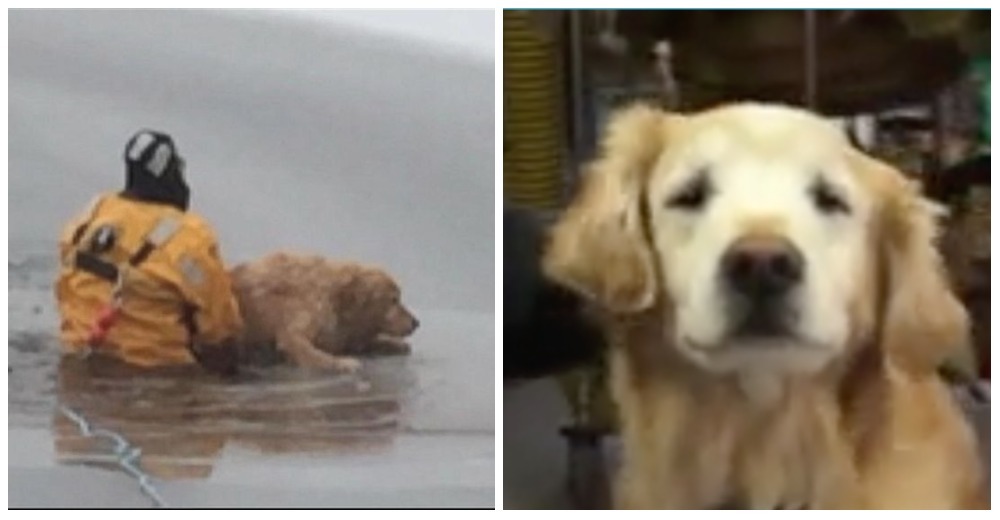 Un perrito es salvado de morir en un lago congelado gracias al acto heroico de un bombero