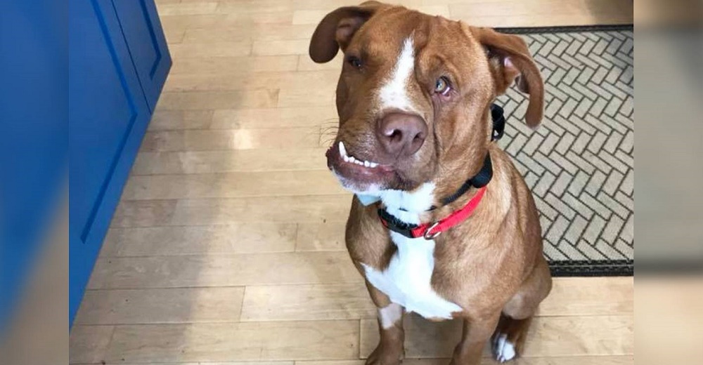 Perrito de rostro torcido por culpa de sus antiguos dueños busca que alguien lo ame