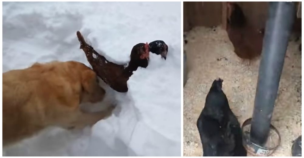 HÉROE – Este perrito ve a un par de gallinas atrapadas en la nieve y no duda en salvarlas