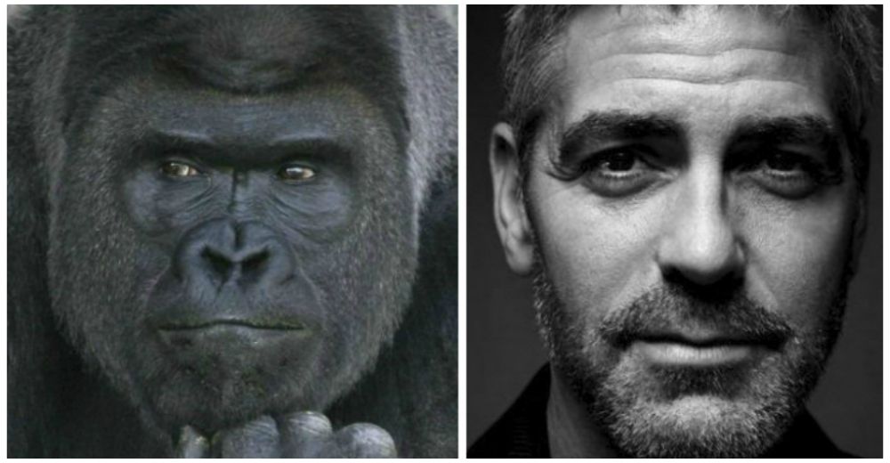 El gorila más guapo y fotogénico del mundo ahora es comparado con George Clooney