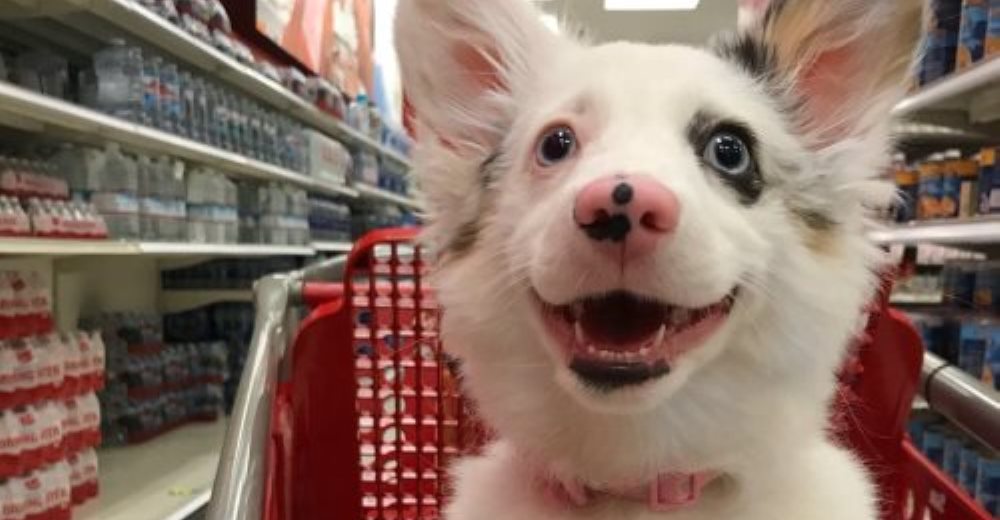 La espontánea reacción de esta perrita durante su primera visita al supermercado se vuelve viral