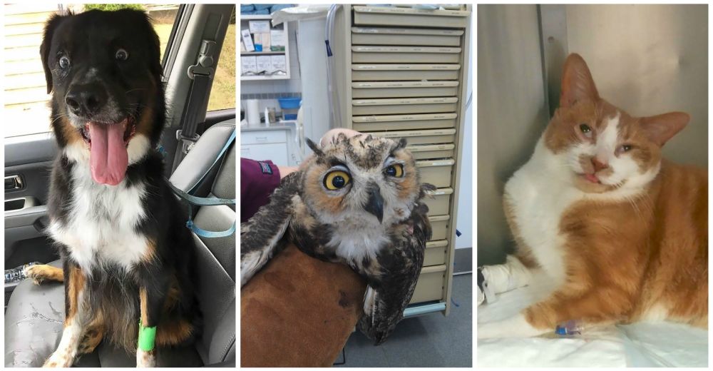 ADORABLES – Estos 10 animales acaban de visitar al veterinario… Y sus caritas lo dicen todo