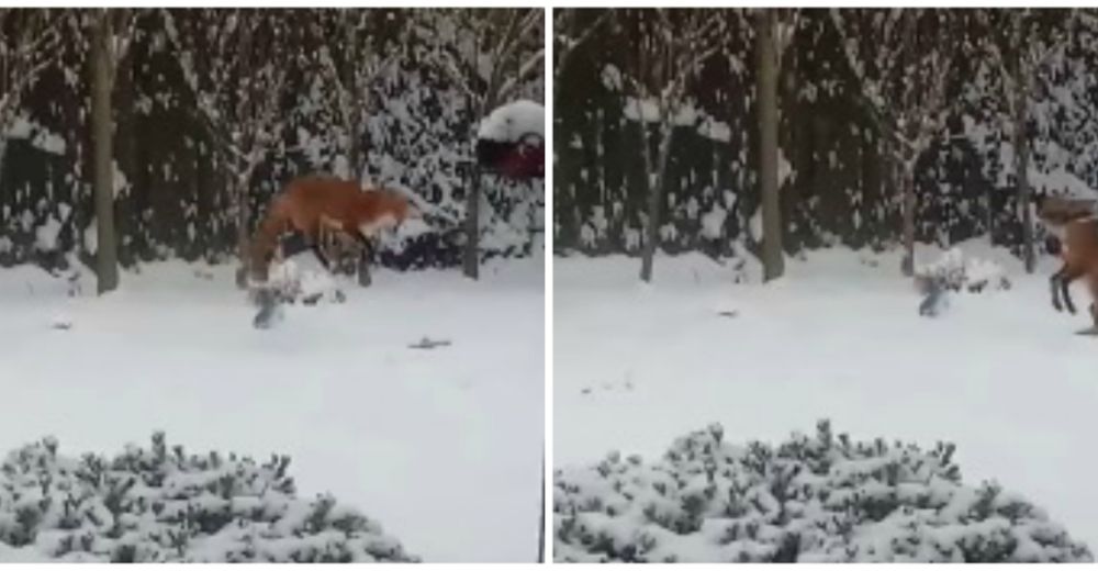 Encantador – Un zorro salvaje encuentra los juguetes de un perro y se divierte como un niño