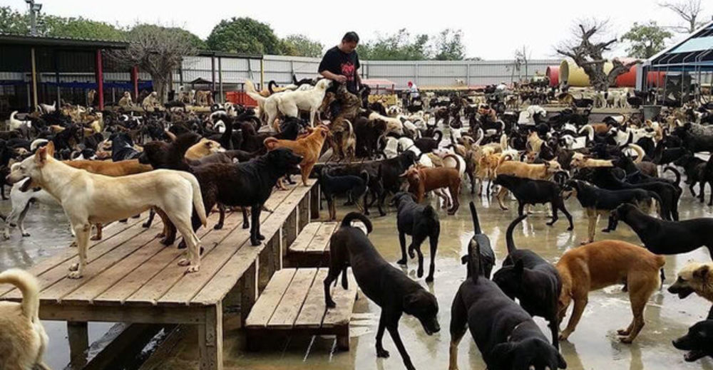 Una familia dedica su vida entera al cuidado de más de 3.000 perros rescatados de la calle