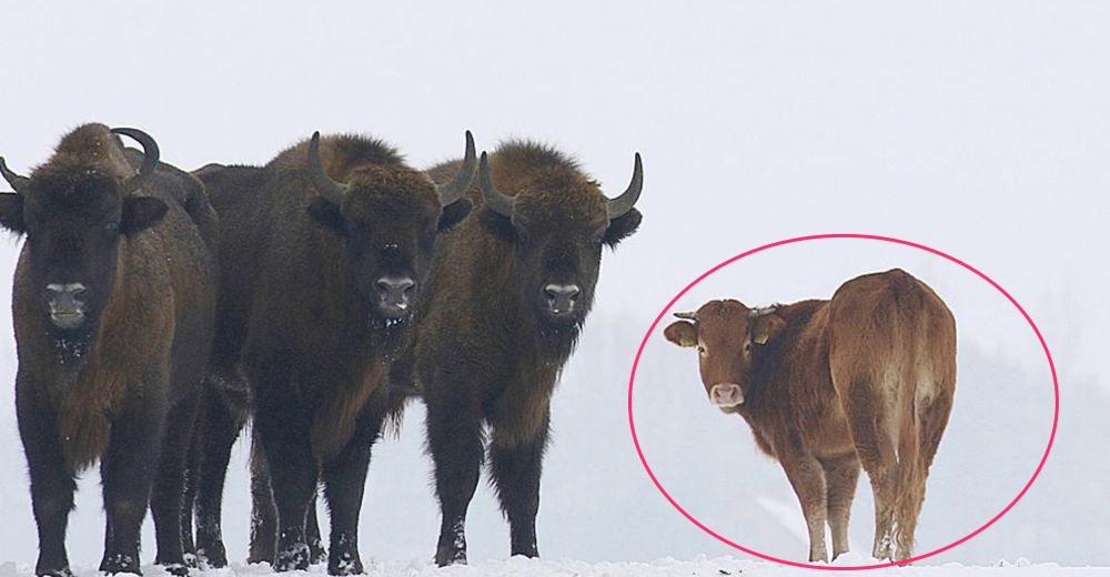 Salta la alarma entre los científicos por culpa de una vaca rebelde que vive con bisontes