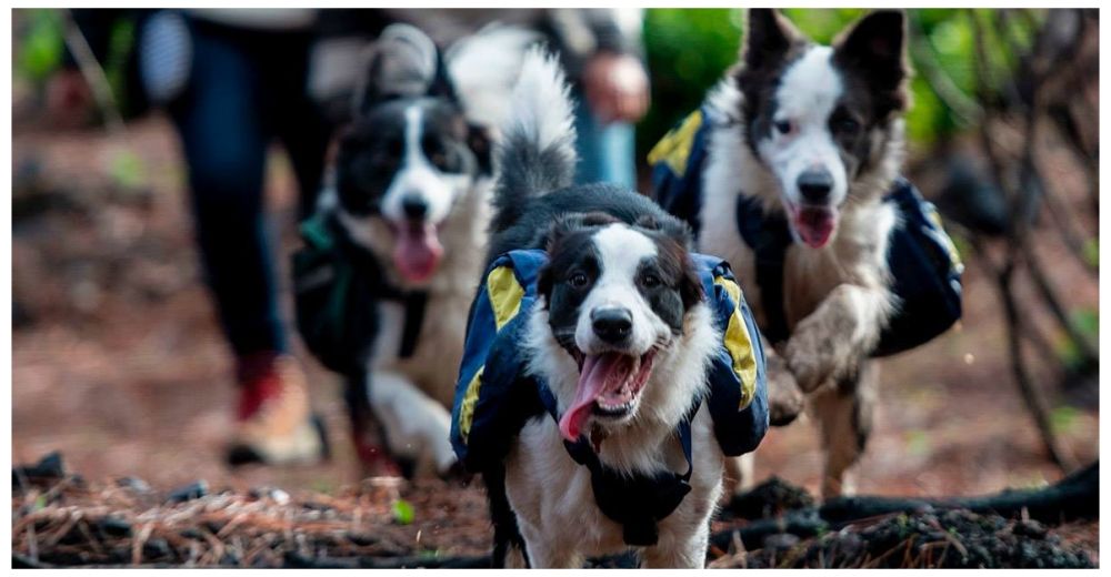 Tres perritos utilizan toda su energía para reforestar un bosque quemado en Chile