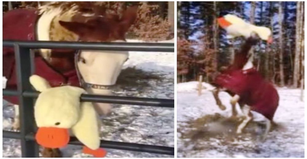 Un caballo se vuelve completamente loco cuando descubre un pato de peluche en su puerta