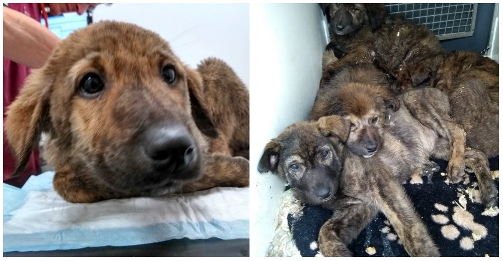 Encuentran 6 cachorros en terribles condiciones abandonados en un depósito de vehículos