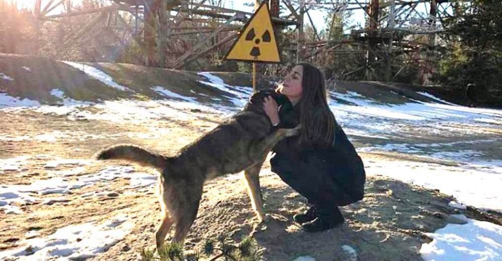 Los perritos supervivientes de la catástrofe de Chernóbil recibirán ayuda veterinaria–¡POR FIN!