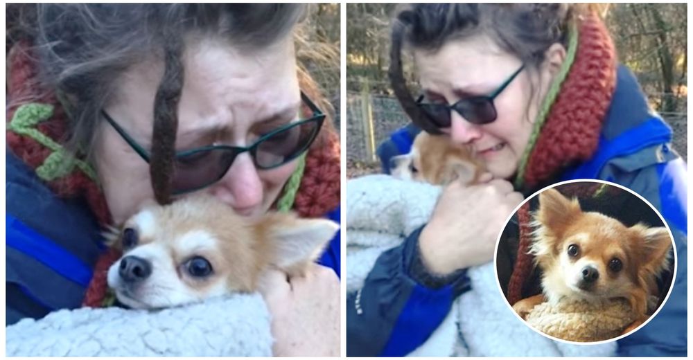 Conmovedor reencuentro entre una madre desconsolada y su chihuahua perdido en el helado bosque