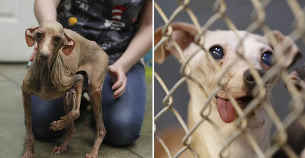 Tras vivir un calvario en vida en una granja, rescatan a 76 animales en las peores condiciones