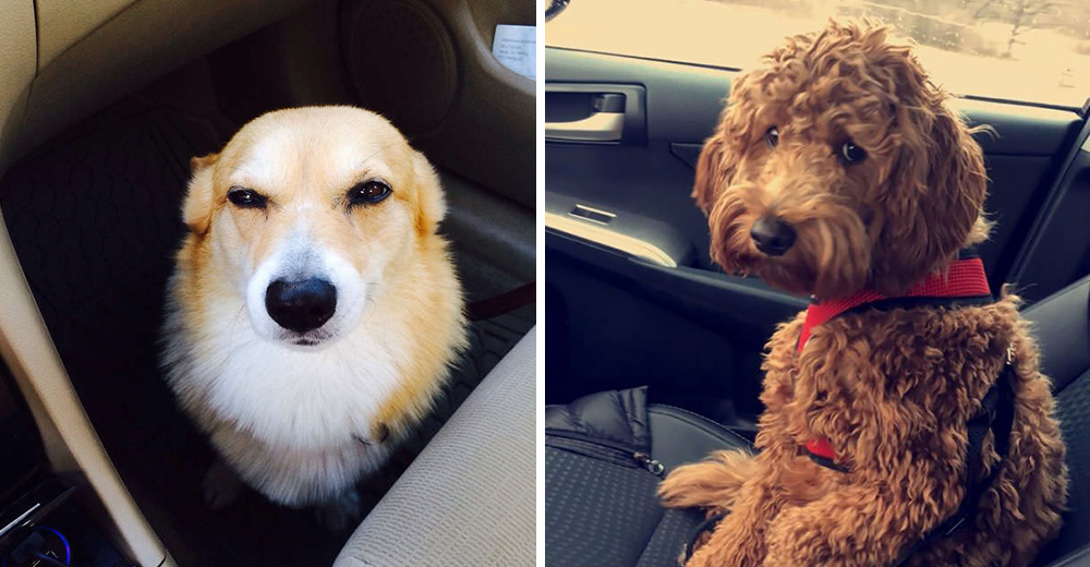 Divertidas fotos del momento justo en que estos amigos peludos descubren que van al veterinario