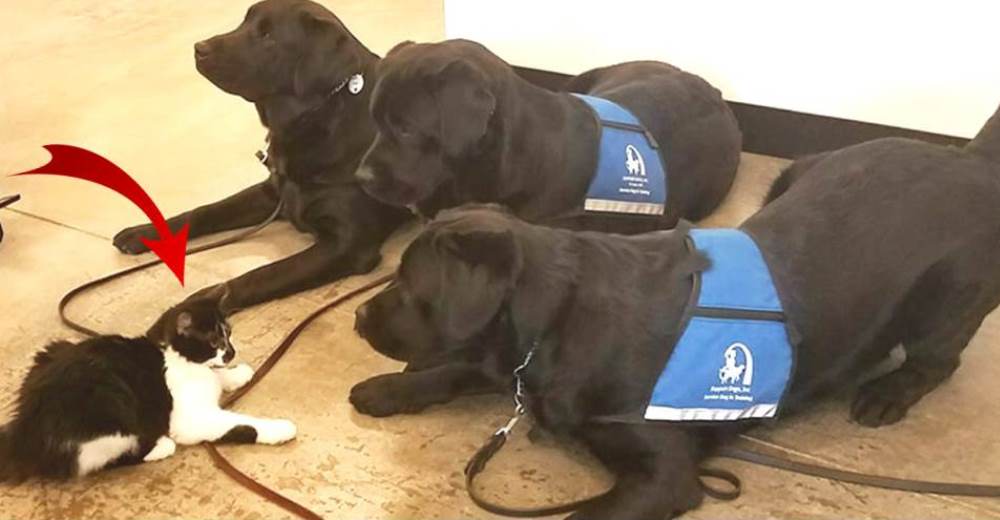 23 perros de servicio son entrenados por este adorable gato… que se cree perro también