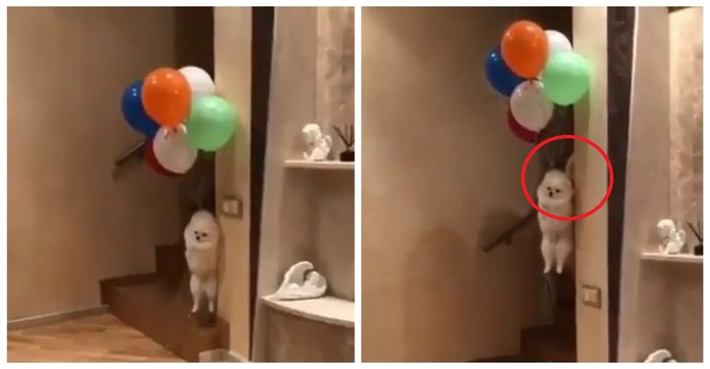 Sale a la luz la verdad del polémico video del perro que vuela tras ser atado a globos de helio