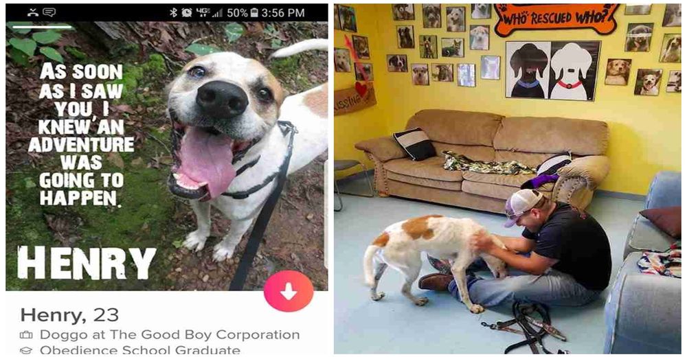 Nadie quería adoptar a Henry – Le crean un perfil en Tinder y el resultado es maravilloso