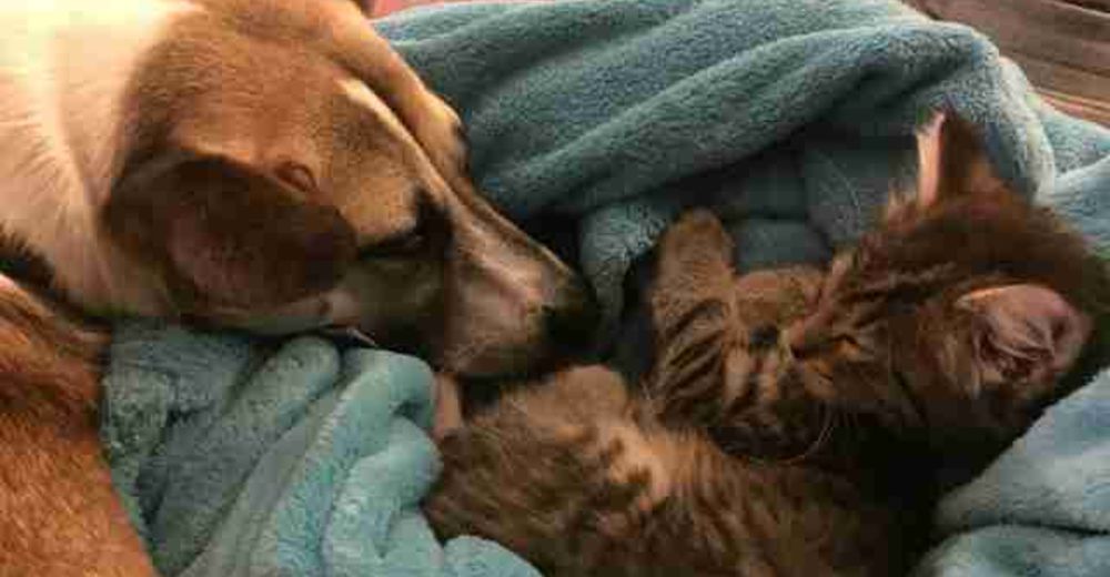 Una perrita con ansiedad tenía pánico a la soledad, hasta que le consiguieron la mejor compañía