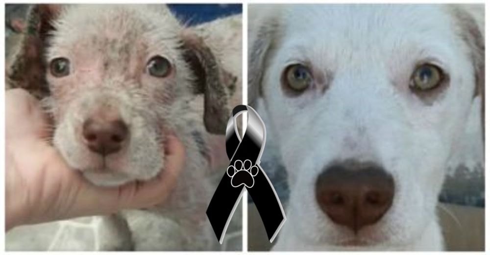 Una perrita rescatada dada en adopción tiene un trágico final que no merecía